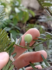 Prumnopitys ferruginea