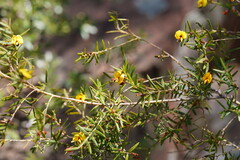 Bossiaea rosmarinifolia