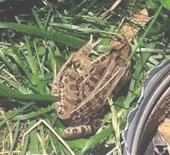 Leptodactylus luctator