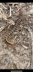 Scolopendra polymorpha