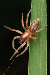 Clubionidae