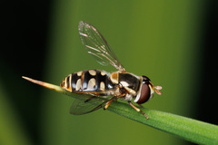 Simosyrphus grandicornis
