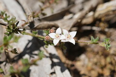 Cyanothamnus nanus pubescens