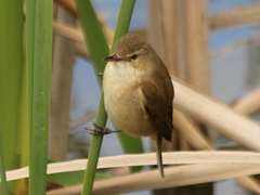 Acrocephalus australis