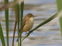 Acrocephalus australis