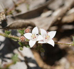 Cyanothamnus nanus pubescens
