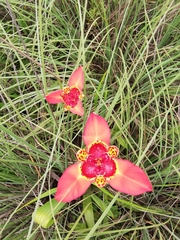Tigridia pavonia