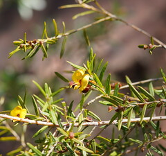 Bossiaea rosmarinifolia