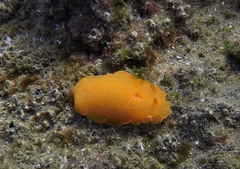 Doriopsilla carneola