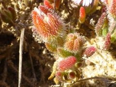 Drosanthemum hispifolium