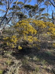 Acacia sclerophylla