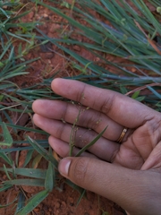 Eragrostis intermedia