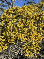 Acacia sclerophylla