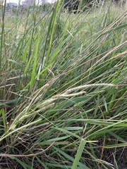 Paspalum urvillei