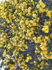 Acacia sclerophylla