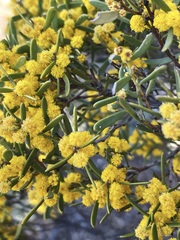 Acacia sclerophylla