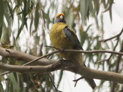 Platycercus elegans flaveolus