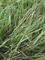 Paspalum urvillei