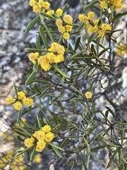 Acacia sclerophylla