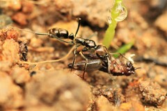 Neoponera aenescens