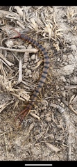 Scolopendra polymorpha