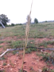Aristida adscensionis