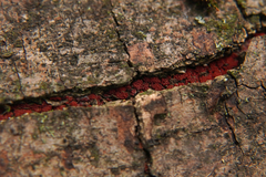 Nectriaceae