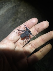 Paraphrynus carolynae