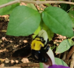 Xylocopa ruficornis