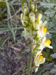Linaria vulgaris