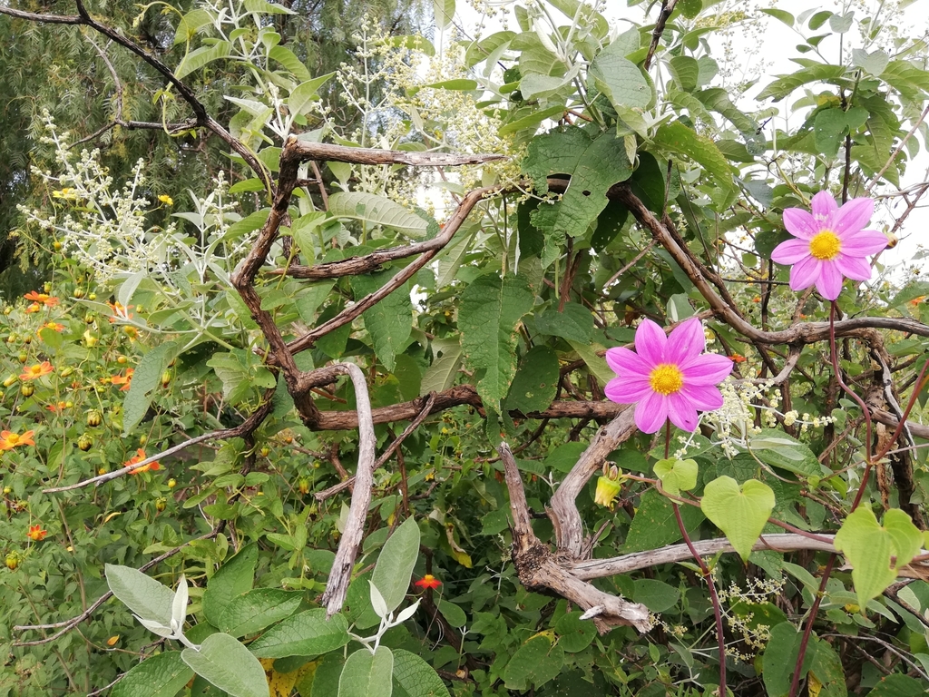 Dahlia sorensenii; photograph (c) Hugo Juárez, some rights reserved (CC BY)