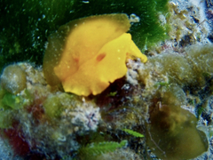 Doriopsilla carneola