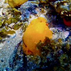 Doriopsilla carneola