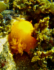 Doriopsilla carneola