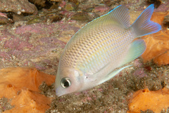 Mecaenichthys immaculatus