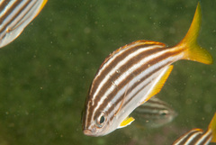 Atypichthys strigatus