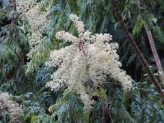 Aralia bipinnata