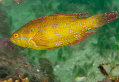 Heteroscarus acroptilus