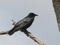Corvus mellori