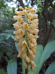 Calanthe speciosa