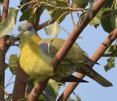 Treron phoenicopterus