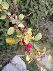 Cotoneaster tauricus