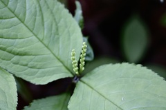 Chloranthus serratus