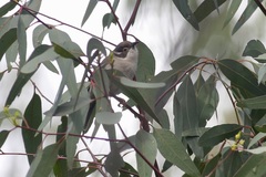 Melithreptus brevirostris