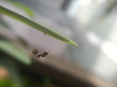Coleosoma