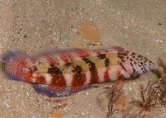 Eupetrichthys angustipes