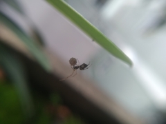 Coleosoma