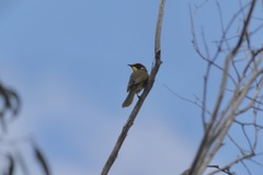 Lichenostomus melanops