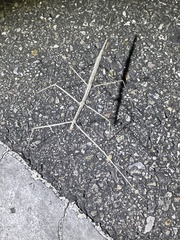 Parabacillus hesperus