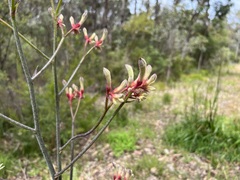 Anigozanthos flavidus